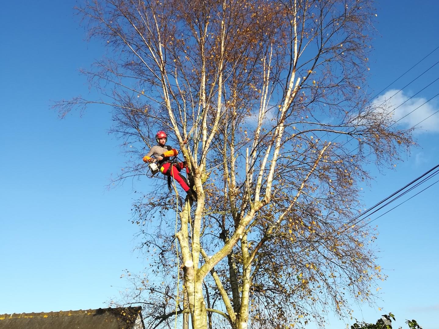 Élagueur encordé au sommet d'un bouleau, tronçonneuse en main