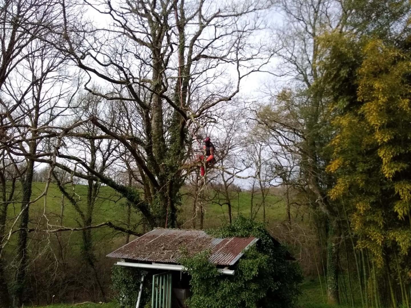 Élagueur dans un grand arbre couvert de lierre